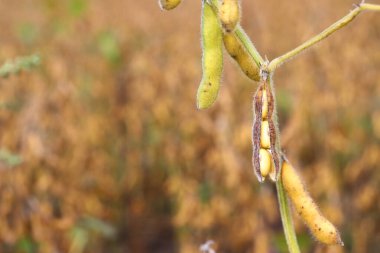 Açık kabuklu olgun sarı soya fasulyesi toplanmaya hazır. Ekolojik beslenme. İyi hasat kavramı.