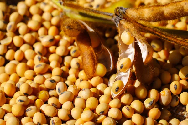 Ripe soybean seeds with beans in the pod. Soybeans, close. A stem with open soybean pods on a background of dry soybeans. Ecological food. The concept of a good harvest. Agriculture