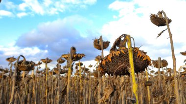 Kurumuş ayçiçekleri bir ayçiçeği tarlasında hasat, tarla mahsulleri ve doymuş güzel bir gökyüzü beklentisiyle. İyi hasat kavramı