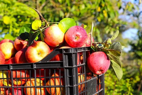 Färska Röda Välsmakande Äpplen Plastlåda Grönt Gräs Höstskörd Bakgrund Grönsaker — Stockfoto