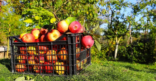 Färska Röda Välsmakande Äpplen Plastlåda Grönt Gräs Höstskörd Bakgrund Grönsaker — Stockfoto