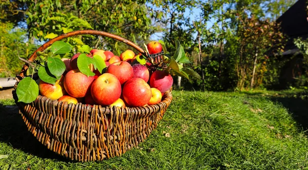 Färska Röda Välsmakande Äpplen Korgar Trä Grönt Gräs Höstskörd Bakgrund — Stockfoto