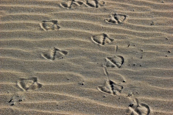 Impronte Gabbiano Sulla Sabbia Newport Beach California — Foto Stock