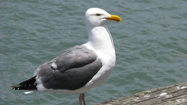 Une Mouette Regardant Autour Newport Beach Californie — Photo