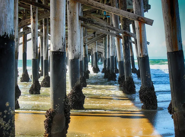 Newport Beach, California 'daki iskelenin desteklerinde midyeler.