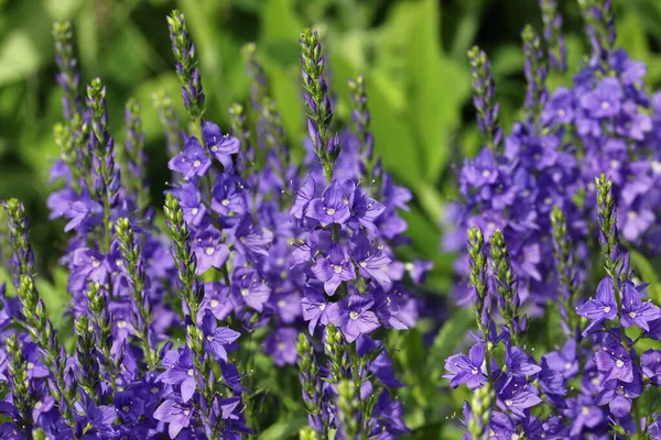 Mavi Speedwell çiçek çivileri
