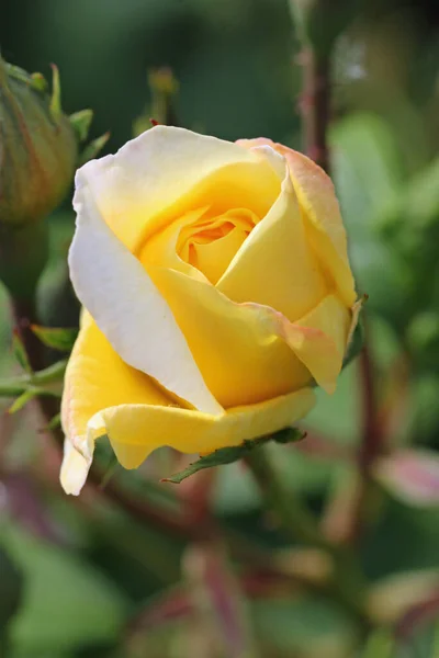 Yellow rose flower in close up — Stock Photo, Image