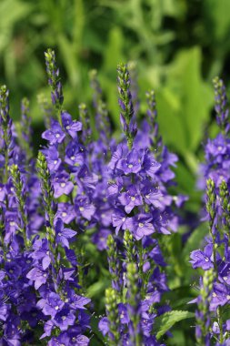 Mavi Speedwell çiçek çivileri