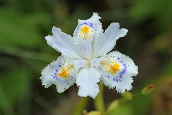 Stock image White fringed Japanese iris flower