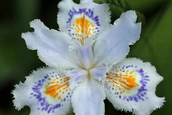 White fringed Japanese iris flower — Stock Photo, Image