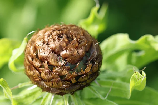 Ruskea nuppu jättiläinen knapweed lähikuva — kuvapankkivalokuva