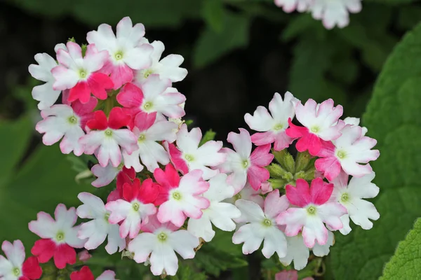 Pink and white verbena flowers in close up — Stock Photo, Image