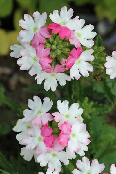 Розовые и белые цветы вербены крупным планом — стоковое фото