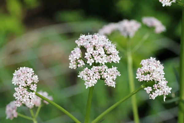 Pembe yaşlı kediotu çiçekleri