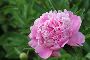 Pembe duble şakayık çiçeği. Yaklaş.