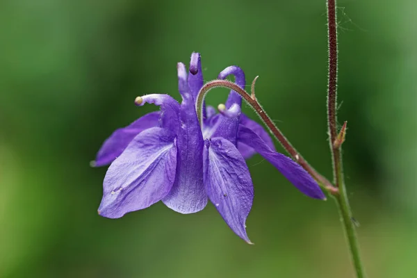 Kék kolumbiai virág közelről — Stock Fotó