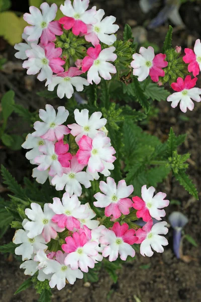 Flores de verbena rosa e branca em close — Fotografia de Stock