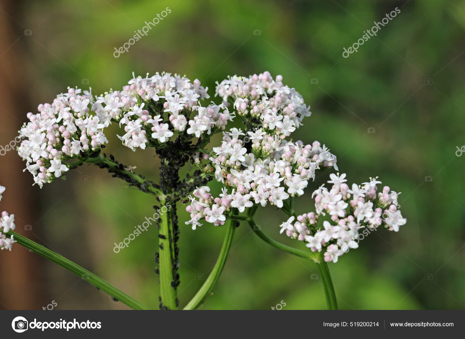 Pink elder leaved valerian flowers with aphids Stock Photo by ©Johnatapw 519200214