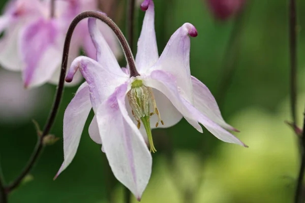 Flor de columbina blanca y lila en primer plano —  Fotos de Stock