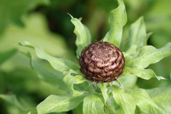 Broto marrom de knapweed gigante de perto — Fotografia de Stock