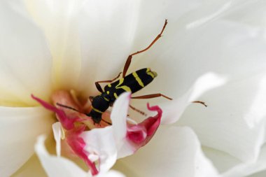 Arı böceği şakayık çiçeğini yakından besliyor.