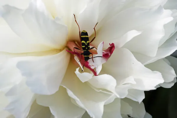 Wasp besouro alimentação em uma flor de peônia em close-up — Fotografia de Stock