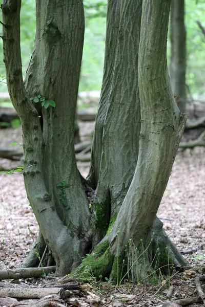 Hornbeam träd stor skog skottskog avföring — Stockfoto