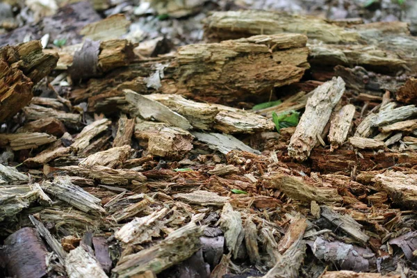 Tronco de árvore podre no chão da floresta — Fotografia de Stock