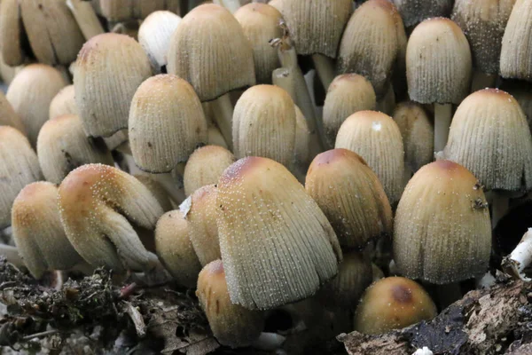 Glistening inkcap mushrooms in close up — Stock Photo, Image