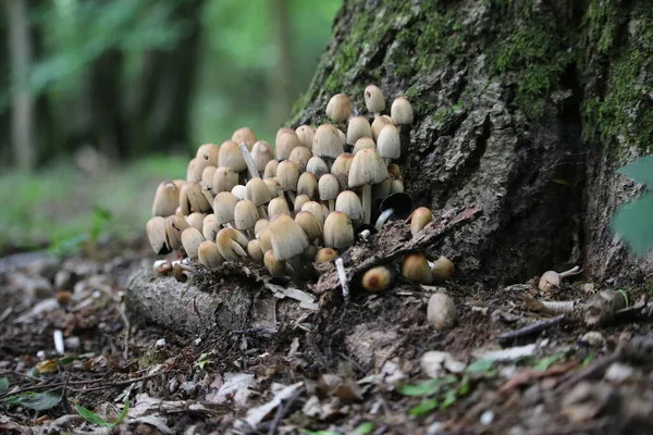 Glistening inkcap mushrooms at base of tree — Stock Photo, Image