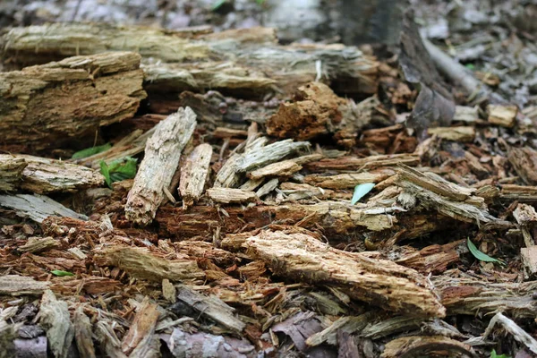 Tronco de árvore podre no chão da floresta — Fotografia de Stock