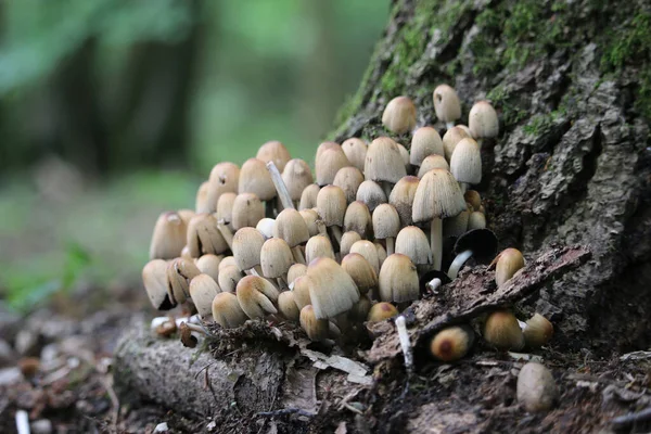 Блискучі гриби чорнила біля основи дерева — стокове фото