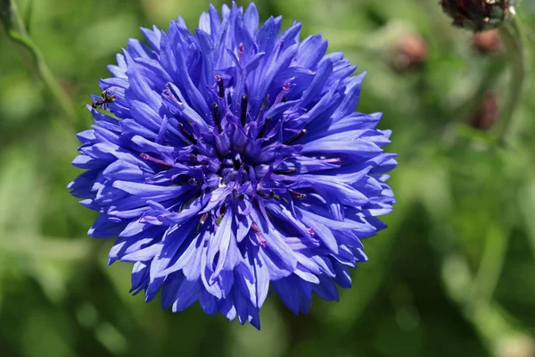 Fiore di fiordaliso blu da vicino — Foto Stock