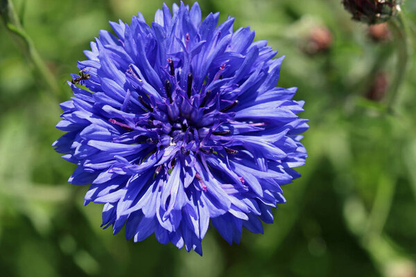 Blue cornflower flower in close up