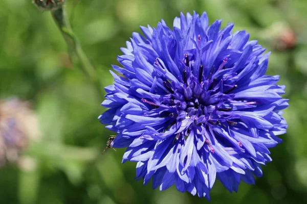 Flor de aciano azul en primer plano — Foto de Stock