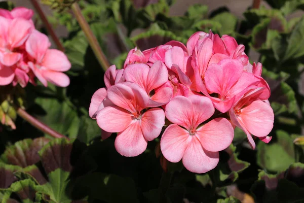 Pink pelargonium flowers in close up — Stock Photo, Image