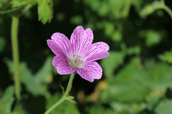 Cranesbill Rosa Geranio Especies Desconocidas Variedad Flor Con Venas Pétalos — Foto de Stock