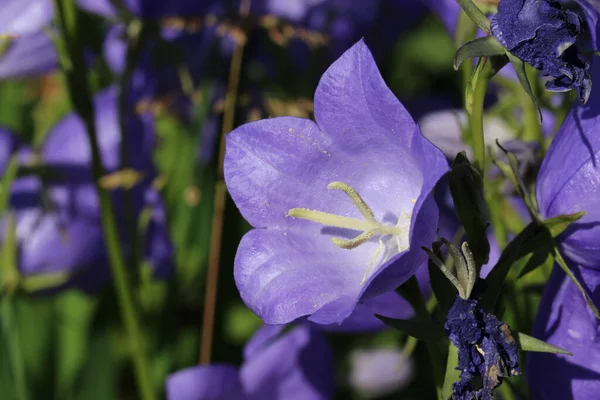 Mavi Canterbury Çanı Bilinmeyen Çeşitlilikte Campanula Çiçekler Yaprakların Çiçeklerin Bulanık — Stok fotoğraf