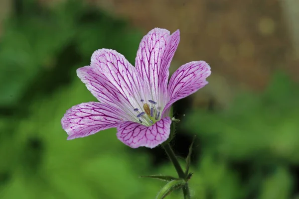 ピンクのクレナビル ゼラニウムの未知の種と品種 葉のぼやけた背景と密接に暗いピンクの花弁静脈を持つ花 — ストック写真