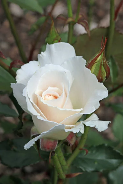 Цветок белой розы крупным планом — стоковое фото