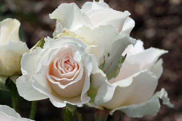 White rose flowers in close up — Stock Photo, Image