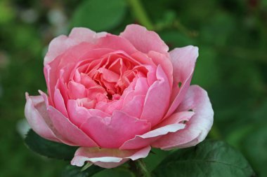 Pembe gül çiçeği yaklaş.