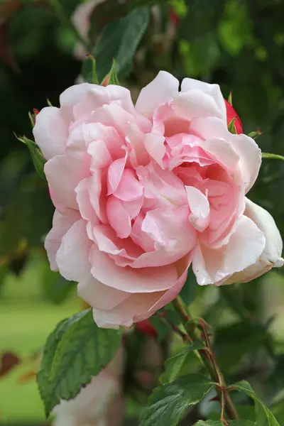 Soluk pembe gül çiçeği yakın planda — Stok fotoğraf