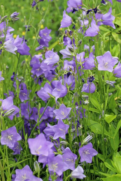Canterbury bell blue flowers