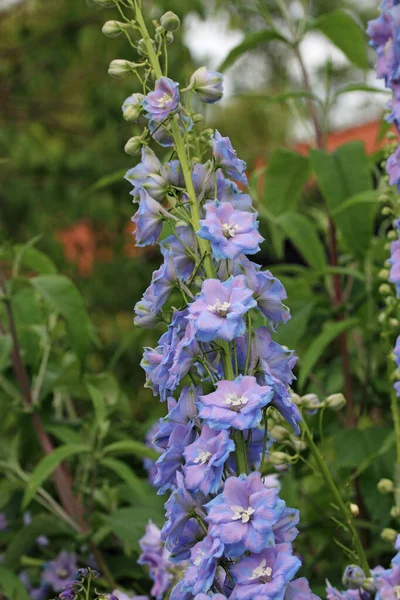Blue and purple delphinium flower spike — Stock Photo, Image