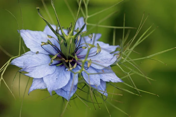 Mavili aşk bir çiçeğin içinde Yaklaş