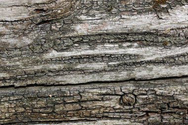 Kırık ve düğümlü vahşi yaşam için kurumuş odun