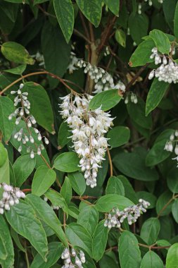 Tek çiçekli Deutzia scabra beyaz çiçek paniği