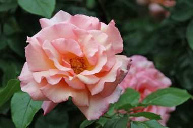 Pembe gül çiçeği yaklaş.