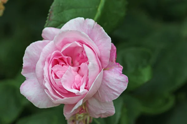 近くにピンクのバラの花 — ストック写真